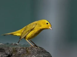 Amerika Hapus Nama Burung yang Rasis