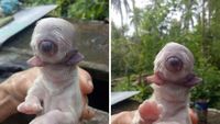 Deretan Foto Aneh Bikin Merinding Ketika Melihatnya
