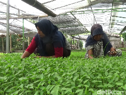 Usaha Penyemaian Bibit Cuan hingga Rp 75 Juta di Tengah Harga Cabai Mahal