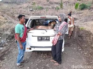 Ketahuan, Pencuri Lari Tinggalkan Mobil Berisi Kambing Curian