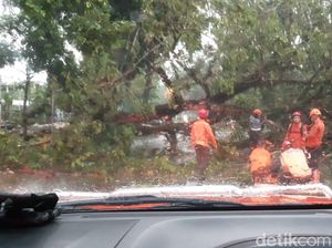 Sejumlah Pohon Tumbang Imbas Hujan dan Angin Kencang di Bogor