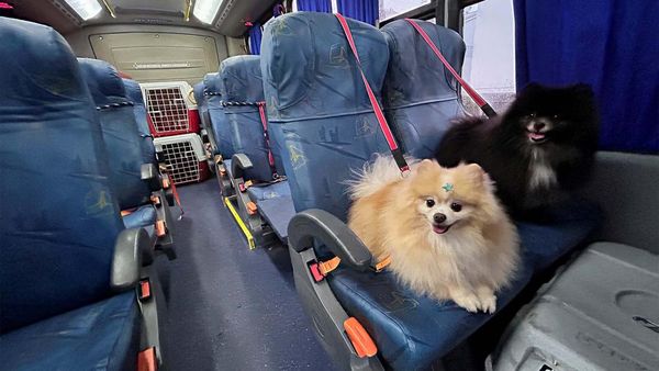Lucu Banget, Ketika Rombongan Anjing Asyik Naik Bus Bareng di Brasil