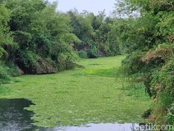 Viral Sungai Opak di Imogiri Bantul Berubah Hijau, Kok Bisa?