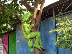 10 Gambar Ini Aneh Deh, Tapi Kok Lucu Juga Ya