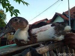 Mengenal Blengong, Unggas Blasteran Itik-Entok di Pantura Brebes