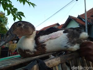 Mengenal Blengong, Unggas Blasteran Itik-Entok di Pantura Brebes Mengenal Blengong, Unggas Blasteran Itik-Entok di Pantura Brebes