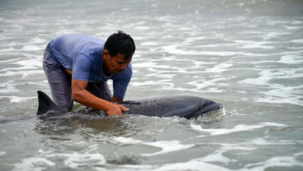 Momen Evakuasi Lumba-lumba di Padang