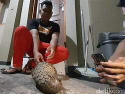 Kagetnya Priyadi Saat Temukan Trenggiling Berkeliaran di Area Sekolah