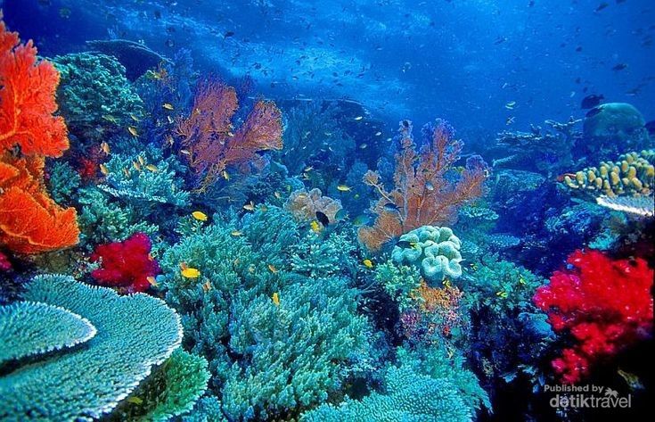 Bawah Laut Raja Ampat