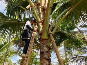 Mau Coba Jadi Penderes Nira? Yuk Main ke Desa Wisata Hargotirto Kulon Progo