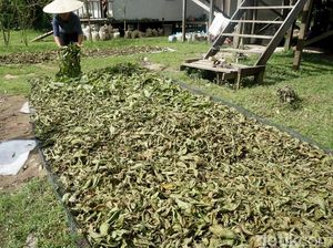 Perdagangan Tanaman Kontroversial Kratom Mau Diatur, Ini Rencana Kemendag