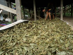 Meski Sudah Ekspor, Kratom Belum Bebas Dijual Dalam Negeri