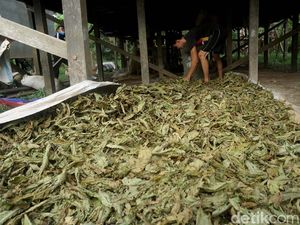 Meski Sudah Ekspor, Kratom Belum Bebas Dijual Dalam Negeri Meski Sudah Ekspor, Kratom Belum Bebas Dijual Dalam Negeri