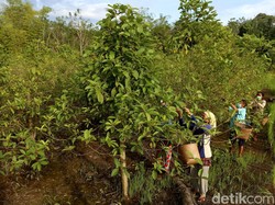 Arahan Jokowi Bikin Aturan Agar Kratom Diperdagangkan
