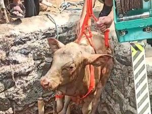 Lepas dari Kandang, Seekor Pedet Kecemplung Sumur di Sambi Boyolali