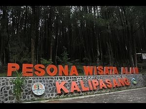 Hutan Pinus Kalipasang, Tempat Healing yang Seru di Lereng Merbabu Hutan Pinus Kalipasang, Tempat Healing yang Seru di Lereng Merbabu