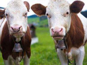 Berisiko Penyakit Kulit, 500 Sapi Australia Gagal Masuk RI Berisiko Penyakit Kulit, 500 Sapi Australia Gagal Masuk RI
