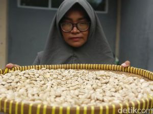 Si Mungil Sacha Inchi Energi Baru Satu Padu Si Mungil Sacha Inchi Energi Baru Satu Padu