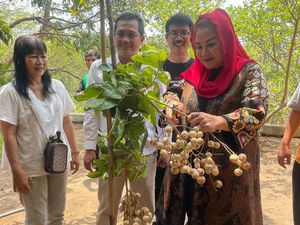 Panen Kelengkeng Hawai, Wali Kota Sebut Cocok Dikembangkan di Semarang