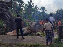Pohon Beringin Berusia Ratusan Tahun Tumbang, Timpa Pura Dalem-Tiang PLN