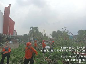 Hujan Deras Disertai Angin Kencang di Bogor, Pohon Tumbang Timpa Mobil