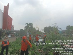 Hujan Deras Disertai Angin Kencang di Bogor, Pohon Tumbang Timpa Mobil