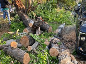 3 Jurus Pemkot Surabaya Antisipasi Pohon Tumbang di Musim Hujan