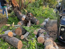 3 Jurus Pemkot Surabaya Antisipasi Pohon Tumbang di Musim Hujan