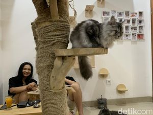 Nongki Sambil Main Bareng Anabul di Rumah Kucing Freya, Tiketnya Rp 35 Ribu Nongki Sambil Main Bareng Anabul di Rumah Kucing Freya, Tiketnya Rp 35 Ribu