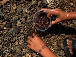 Cacing Laut dari Limbah Smelter Diburu, Harganya Tembus Rp 60 Ribu/Kg