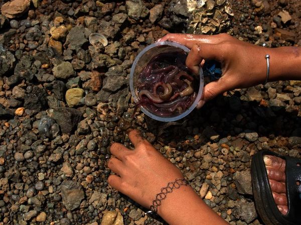 Cacing Laut dari Limbah Smelter Diburu, Harganya Tembus Rp 60 Ribu/Kg
