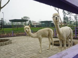 Serunya Liburan di DLAS Zoo Purbalingga, Bisa Lihat Alpaka-Kambing Mini