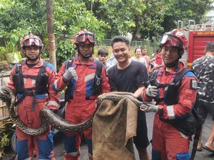 Ular Sanca 3 Meter Memangsa Ternak Warga di Priok, Dievakuasi Damkar