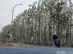 Kemarau Bikin Hutan Jati Bojonegoro Meranggas hingga Tanahnya Gersang