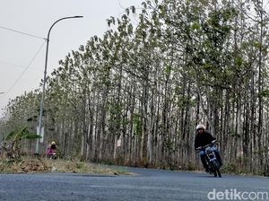 Kemarau Bikin Hutan Jati Bojonegoro Meranggas hingga Tanahnya Gersang Kemarau Bikin Hutan Jati Bojonegoro Meranggas hingga Tanahnya Gersang
