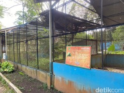 Walkot Bobby Tutup Medan Zoo Selama Pembangunan
