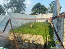 Fakta-fakta Medan Zoo Bobrok, Harimau Mati-Ngutang Gaji Pegawai