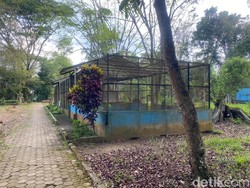 Medan Zoo Sempat Membaik, tapi Harimaunya Mati Lagi