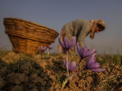 Memanen Saffron, Putik Bunga yang Jadi Rempah Termahal Dunia