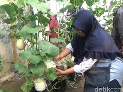 Petani Muda di Jombang Sukses Budi Daya Melon Thailand, Rasanya Manis-Renyah