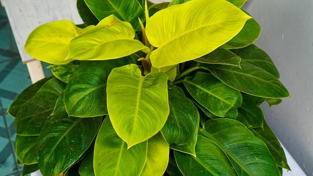 11 Jenis Philodendron yang Bisa Mempercantik Rumahmu