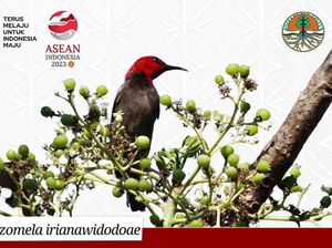 3 Flora dan Fauna Terbaru Indonesia, Ada yang Ambil Nama Ibu Negara