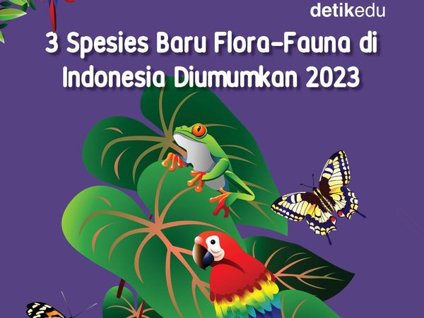 Infografis: 3 Spesies Baru di Indonesia yang Dipublikasikan 2023