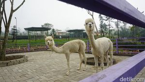 Gemasnya Alpaka hingga Kuda Poni di DLAS Zoo Purbalingga