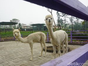 Gemasnya Alpaka hingga Kuda Poni di DLAS Zoo Purbalingga