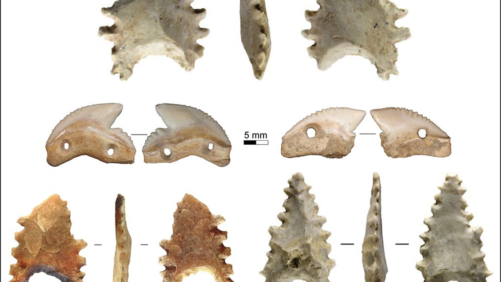 Potret Gigi Hiu Berusia 7.000 Tahun Jadi Senjata Ditemukan di Sulawesi Potret Gigi Hiu Berusia 7.000 Tahun Jadi Senjata Ditemukan di Sulawesi