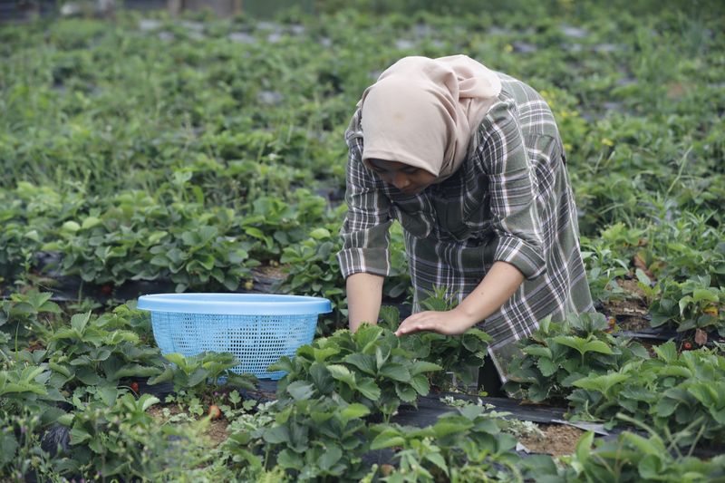 Intip Cara Membuat Keripik Daun Stroberi Khas Desa Serang Purbalingga