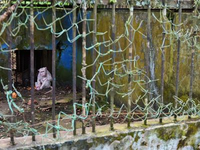 Menyedihkan... Medan Zoo Kini Mangkrak dan Tak Terawat