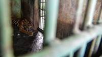 Satu Harimau di Medan Zoo Mati Lagi, Bobby: Karena Sudah Usia Lanjut