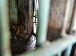 Satu Harimau di Medan Zoo Mati Lagi, Bobby: Karena Sudah Usia Lanjut